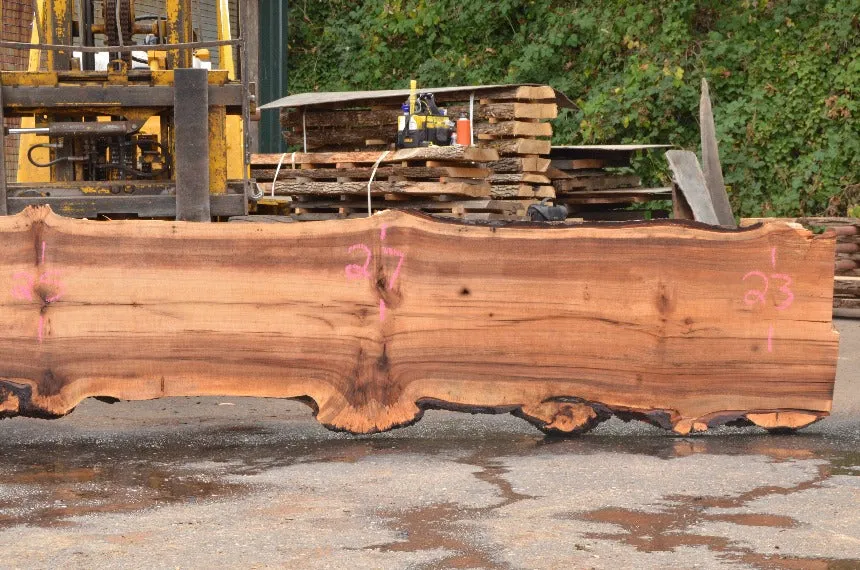 Big Leaf Maple Slab 091222-02